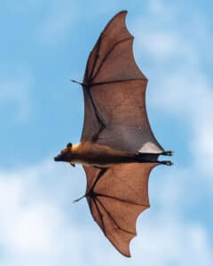 Bats in the Attic in the UK